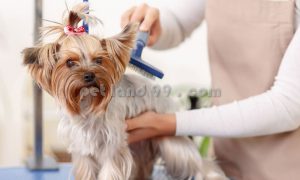 آرایشگر حرفه ای حیوانات