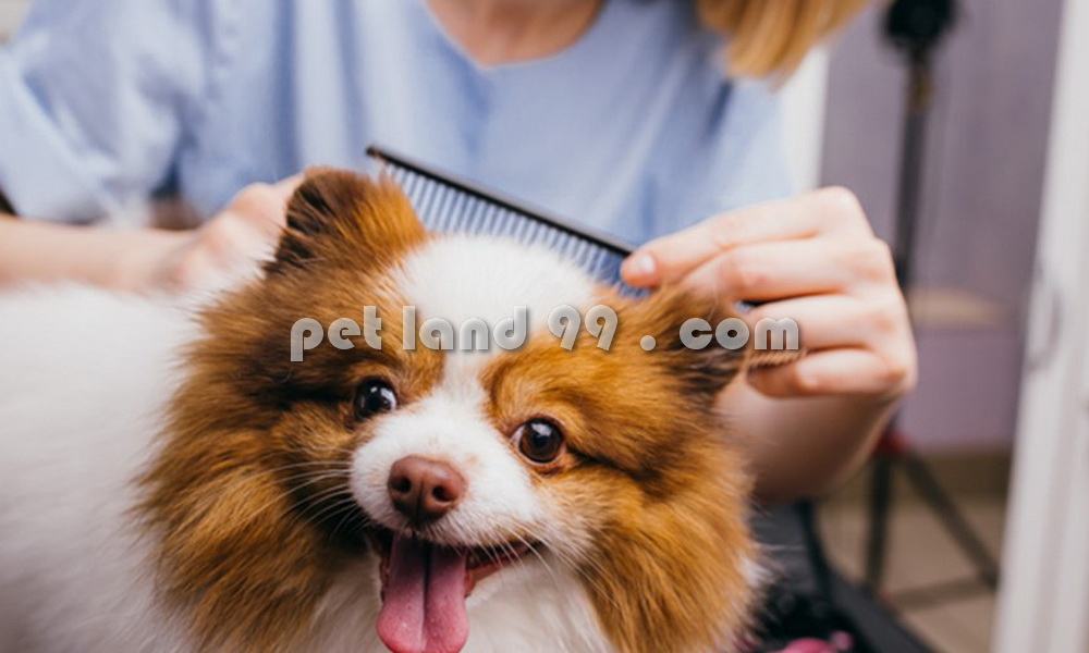 اصلاح موی توله سگ