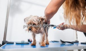 شستشوی سگ خانگی