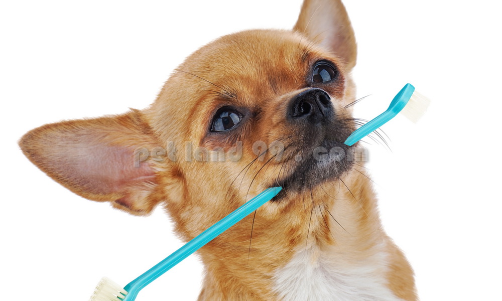 آموزش مسواک زدن دندان سگ