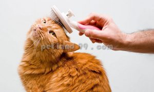 آرایشگاه تخصصی گربه