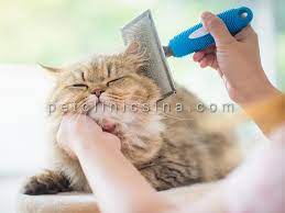 قیمت آموزش آرایش گربه