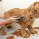 آرایش موی سگ کوکر اسپانیل