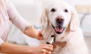 قیمت اصلاح موی سگ