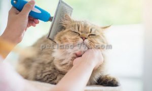 آرایشگر گربه در منزل