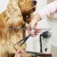 آموزش آرایش سگ
