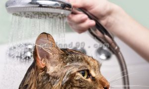 شستشوی درمانی گربه