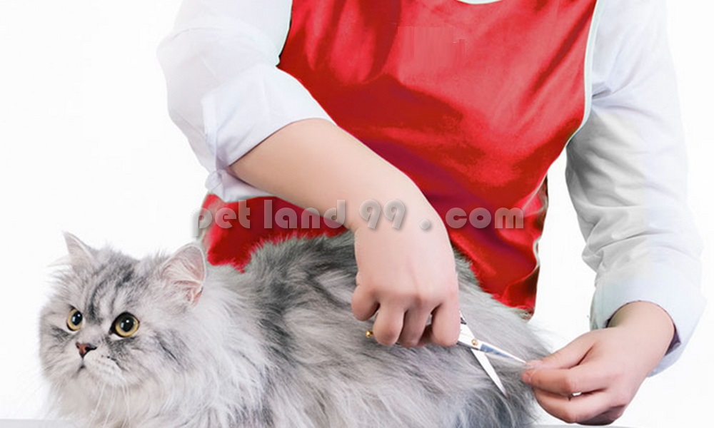 آموزش آرایش حیوانات