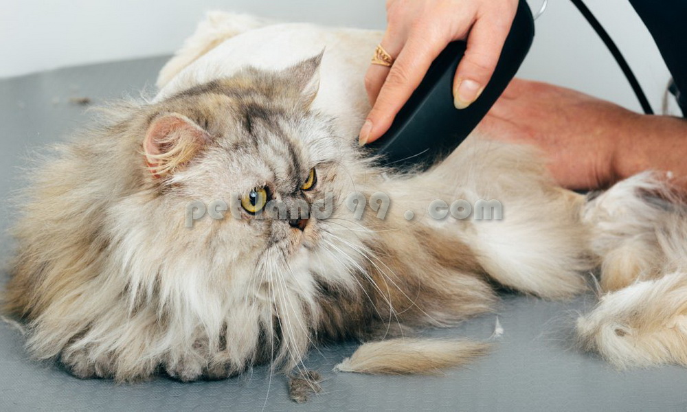 اصلاح و آرایش گربه