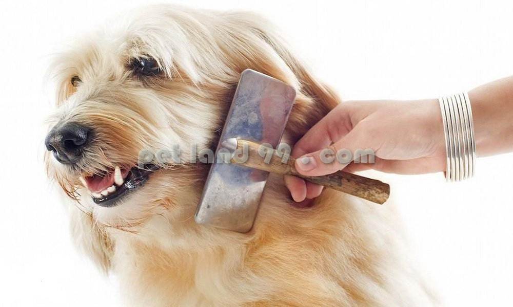 اصلاح موی سگ ارزان