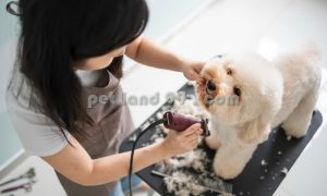 آموزش آرایش موی سگ