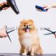 آموزش آرایش موی سگ (4)