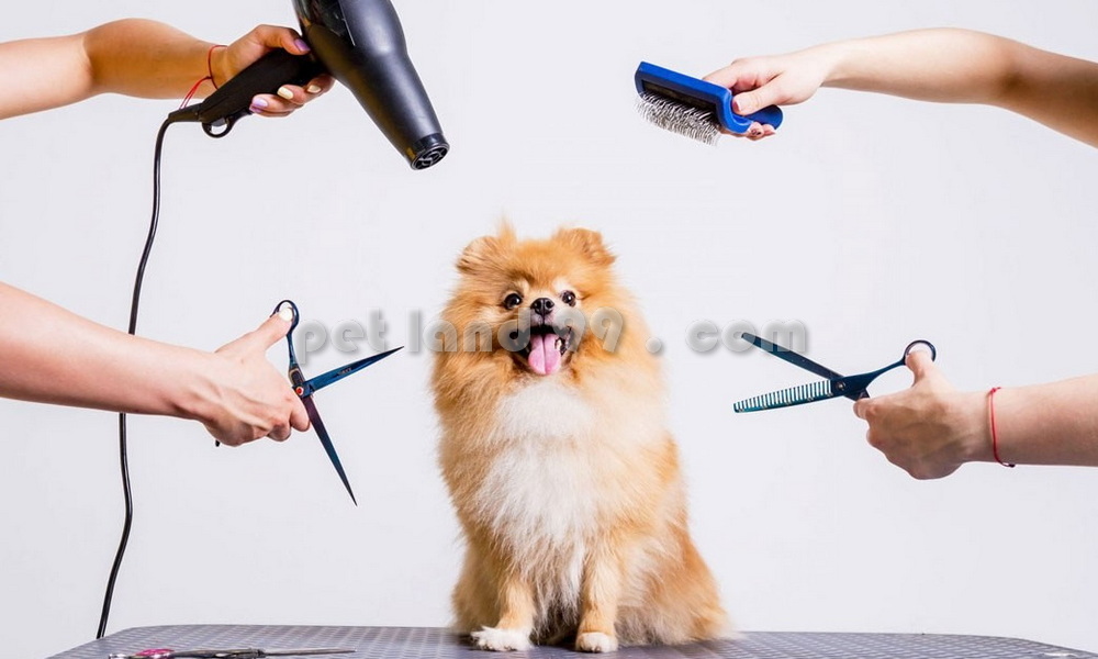 آموزش آرایش موی سگ (4)