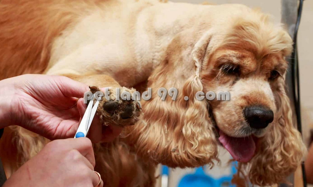 آرایشگر سگ در تهران