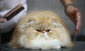 اصلاح موی گربه پرشین