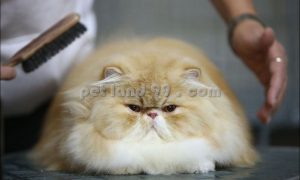 آموزشگاه آرایش گربه