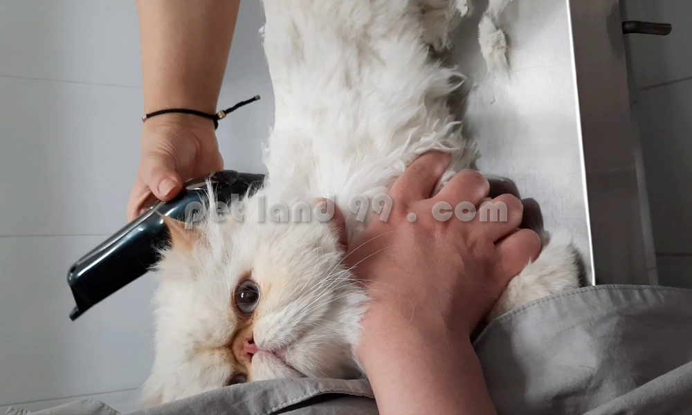 آرایشگاه تخصصی گربه پرشین