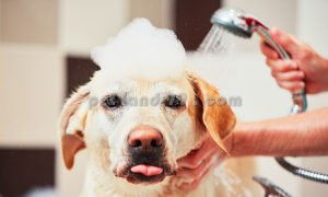 استحمام درمانی سگ3