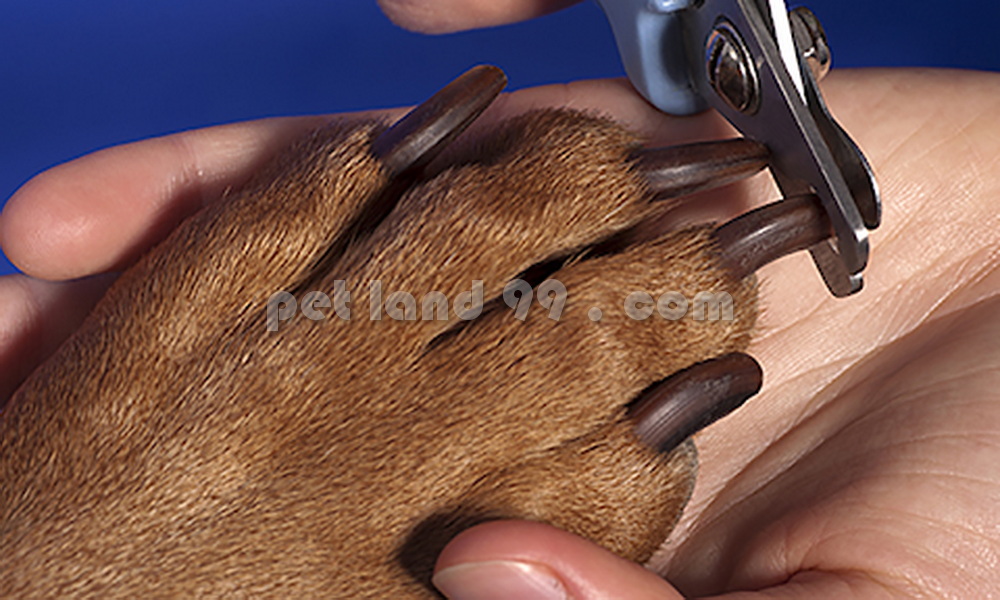 کوتاه کردن ناخن سگ