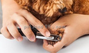 کوتاه کردن و سوهان کشیدن ناخن سگ