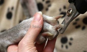 کوتاه کردن و سوهان کشیدن ناخن سگ2