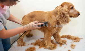 آرایش موی سگ کوکر اسپانیل
