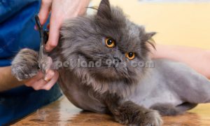 آموزش آرایش گربه پرشین