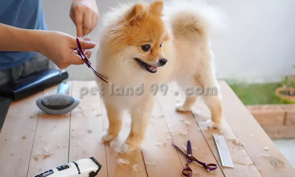 آرایش سگ پامرانین