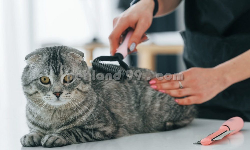 آموزش آرایش گربه اسکاتیش فولد
