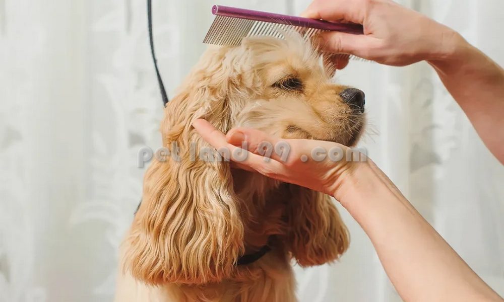 آموزشگاه تخصصی آرایش حیوانات