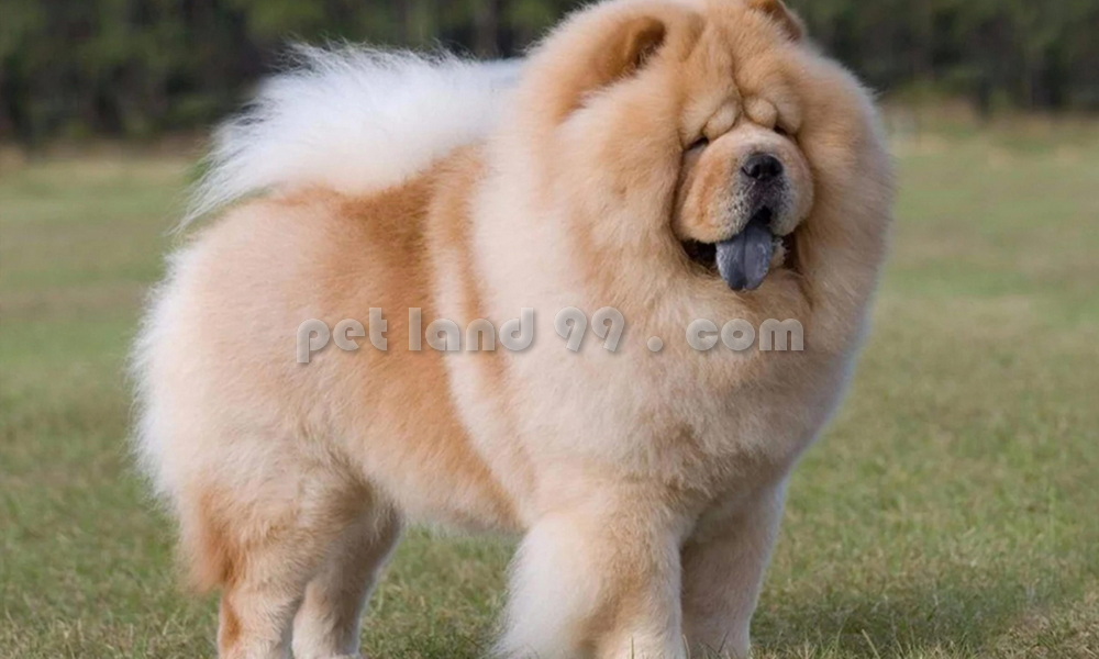 آرایش سگ چاوچاو