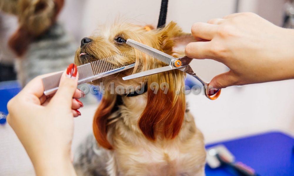 هنرجوی آرایش سگ (6)