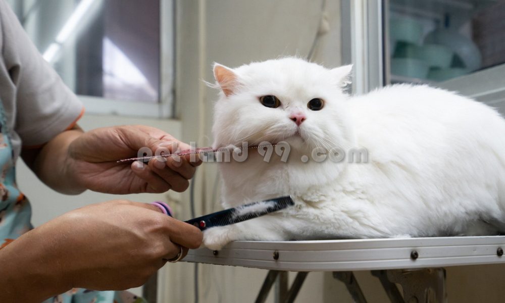 اصلاح موی گربه