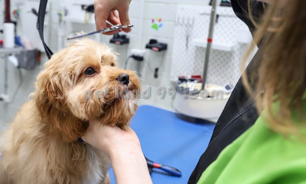 جذب هنرجوی آرایشگری حیوانات