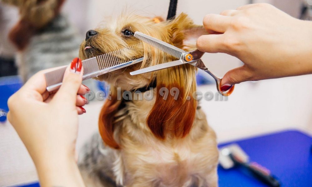 نظافت و بهداشت سگ