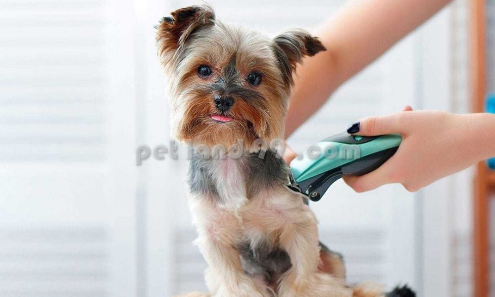 آرایشگاه سگ در پونک