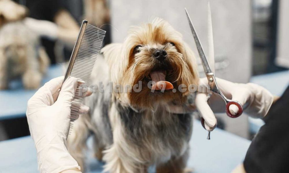 آموزشگاه آرایشگری حیوانات خانگی