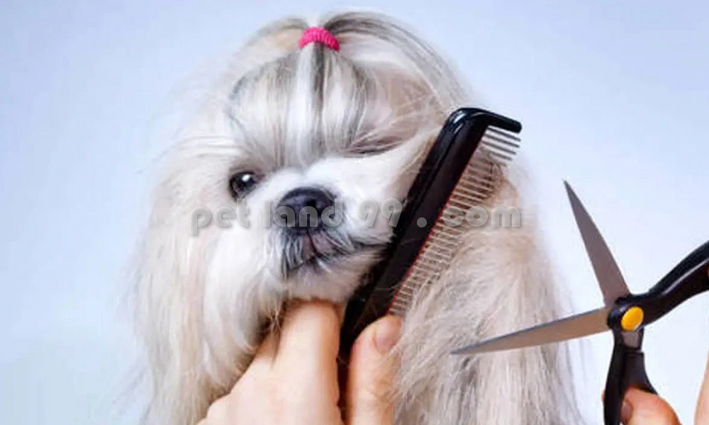 آموزشگاه آرایش سگ کرج (2)