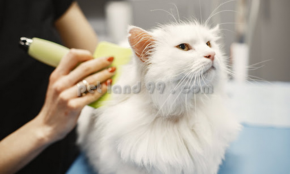 قیمت آرایش گربه