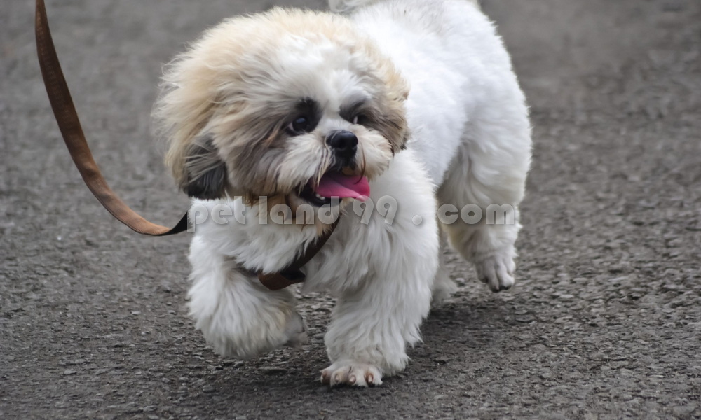 آرایش سگ مالتیز