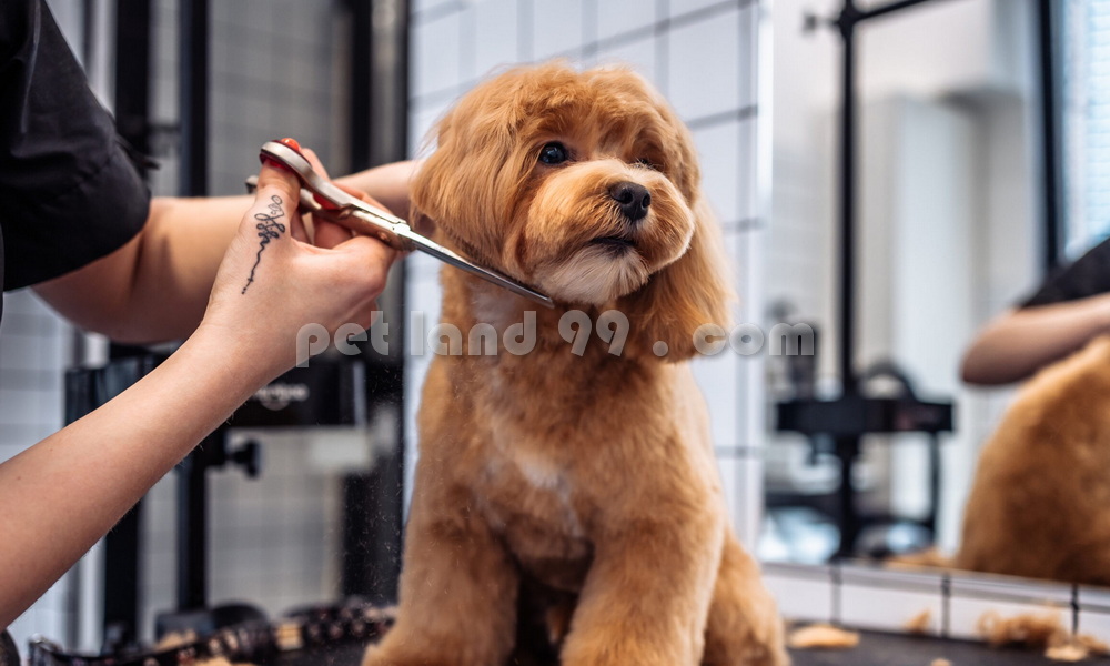 بهترین آرایشگاه پت در تهران