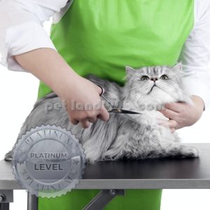 بسته آموزشی اصلاح گربه خانگی در منزل