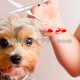 آموزش آرایشگری حیوانات (1)