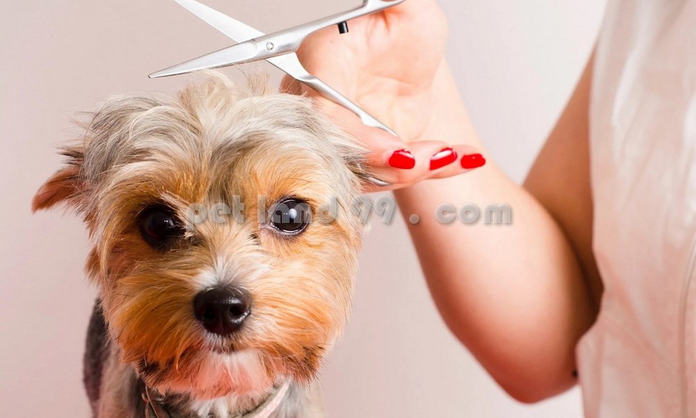 آموزش آرایشگری حیوانات (1)